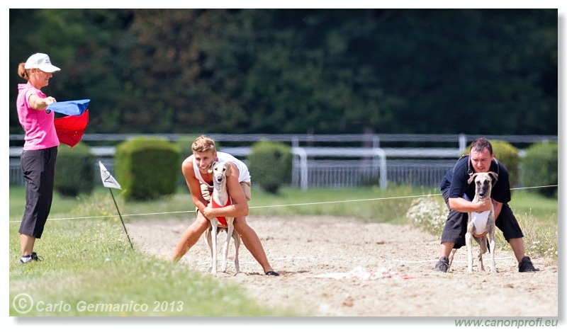 Preteky chrtov - Hounds Racing - Bratislava - 2013