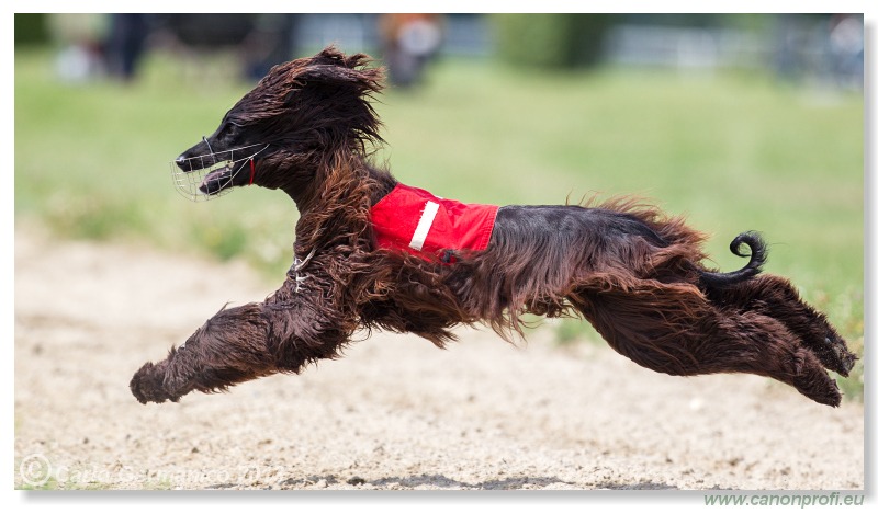 Preteky chrtov - Hounds Racing - Bratislava - 2013