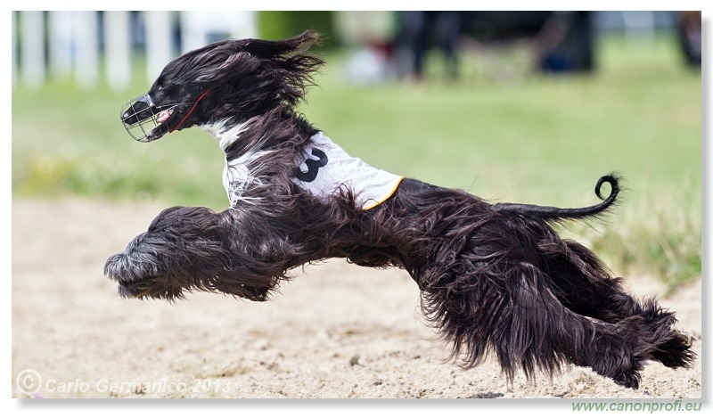 Preteky chrtov - Hounds Racing - Bratislava - 2013