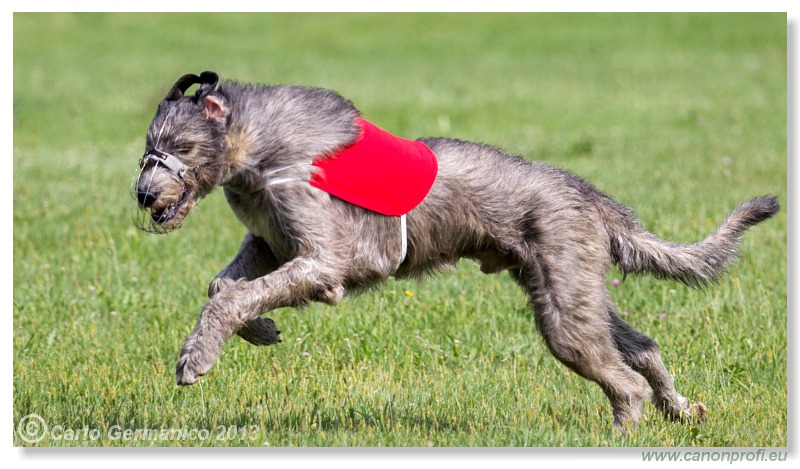 Preteky chrtov - Hounds Racing - Bratislava - 2013