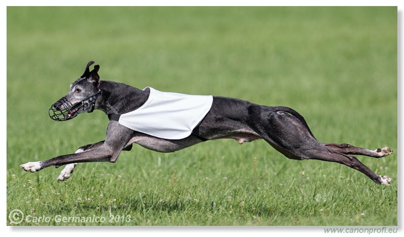 Preteky chrtov - Hounds Racing - Bratislava - 2013