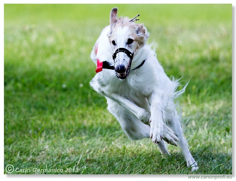 Preteky chrtov - Hounds Racing - Bratislava - 2013