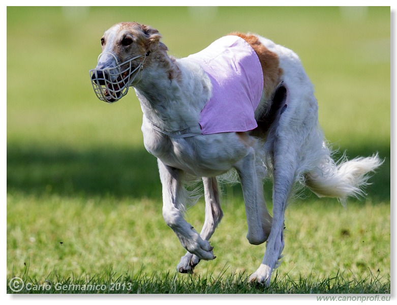 Preteky chrtov - Hounds Racing - Bratislava - 2013