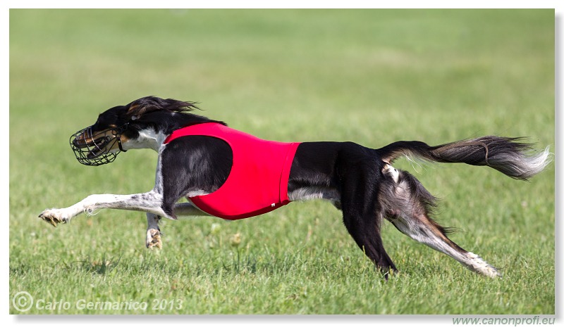 Preteky chrtov - Hounds Racing - Bratislava - 2013