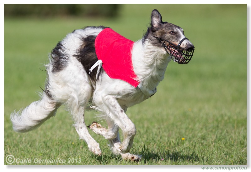 Preteky chrtov - Hounds Racing - Bratislava - 2013