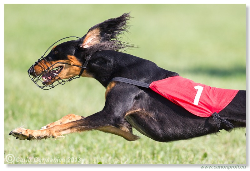 Preteky chrtov - Hounds Racing - Bratislava - 2013