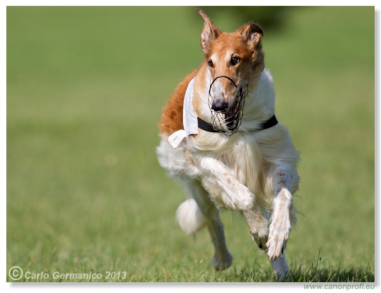 Preteky chrtov - Hounds Racing - Bratislava - 2013