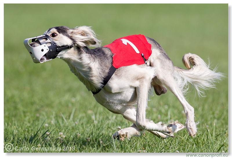 Preteky chrtov - Hounds Racing - Bratislava - 2013