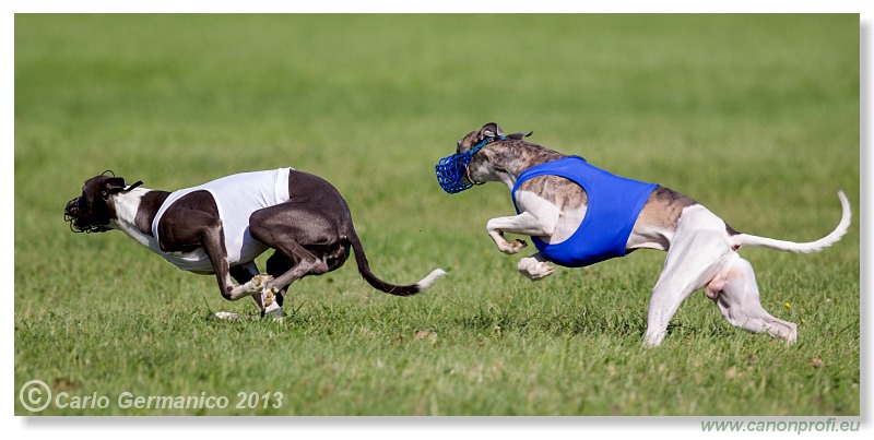 Preteky chrtov - Hounds Racing - Bratislava - 2013