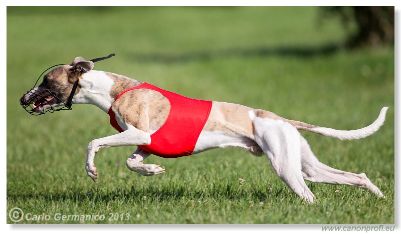 Preteky chrtov - Hounds Racing - Bratislava - 2013