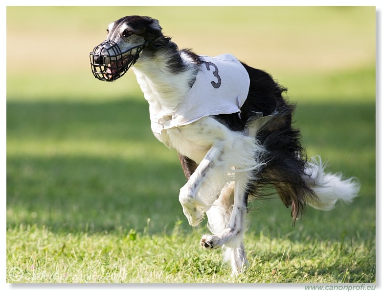 Preteky chrtov - Hounds Racing - Bratislava - 2013