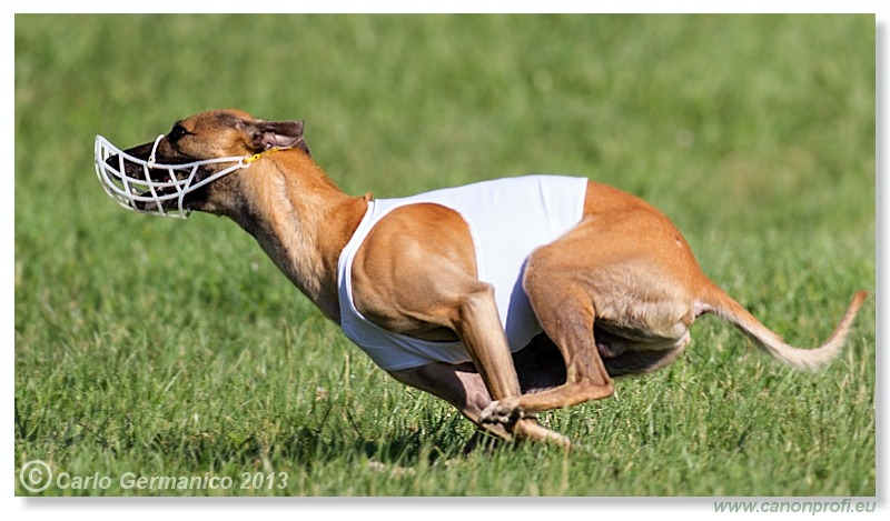 Preteky chrtov - Hounds Racing - Bratislava - 2013