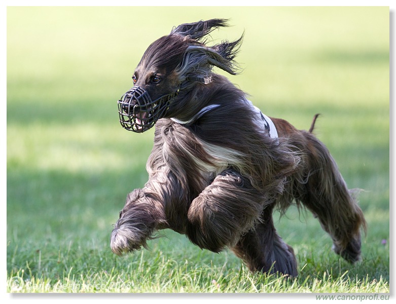 Preteky chrtov - Hounds Racing - Bratislava - 2013