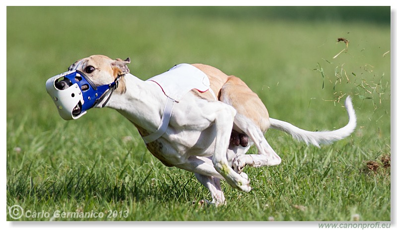 Preteky chrtov - Hounds Racing - Bratislava - 2013