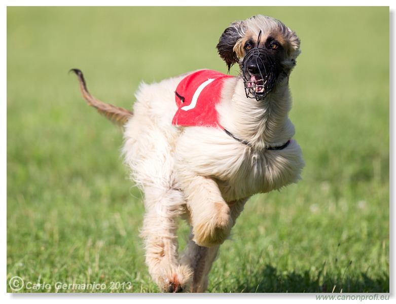 Preteky chrtov - Hounds Racing - Bratislava - 2013