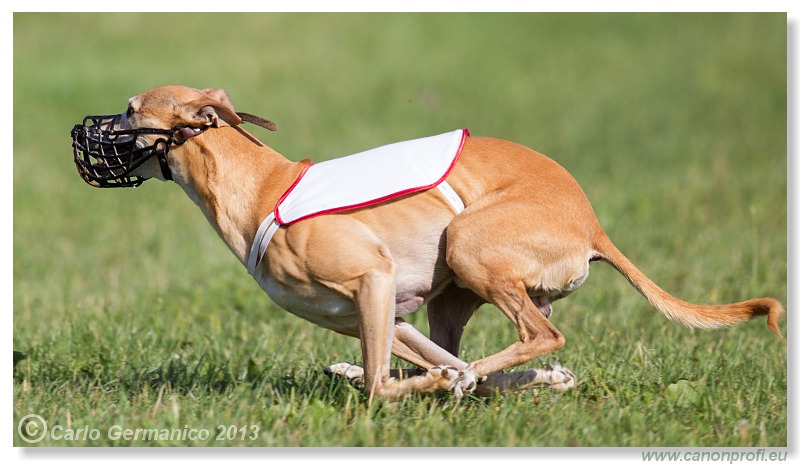 Preteky chrtov - Hounds Racing - Bratislava - 2013