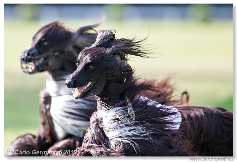 Preteky chrtov - Hounds Racing - Bratislava - 2013