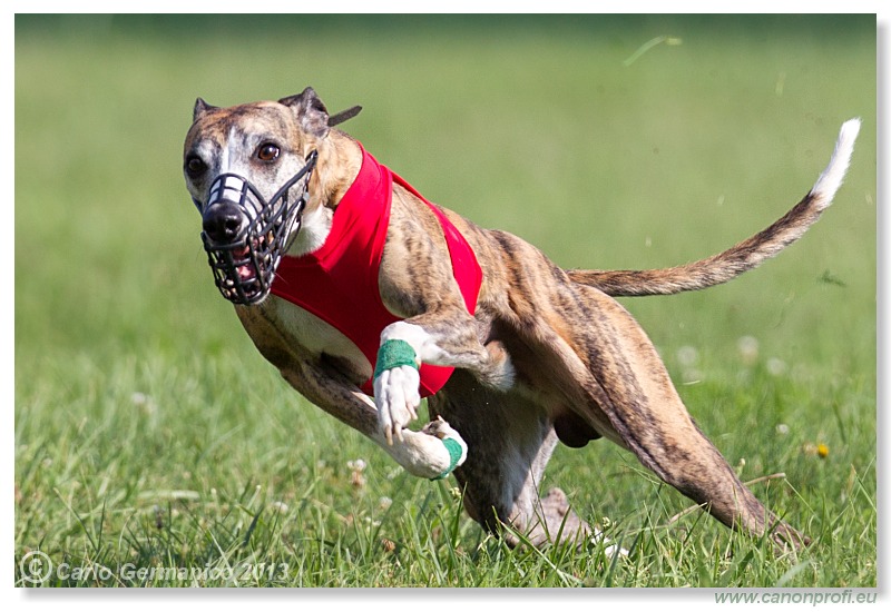 Preteky chrtov - Hounds Racing - Bratislava - 2013