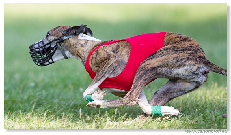 Preteky chrtov - Hounds Racing - Bratislava - 2013