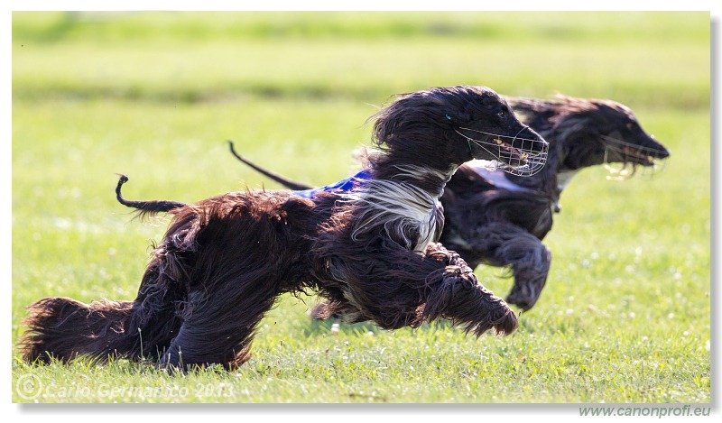 Preteky chrtov - Hounds Racing - Bratislava - 2013