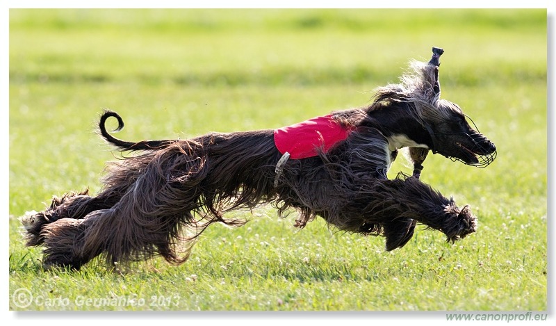 Preteky chrtov - Hounds Racing - Bratislava - 2013