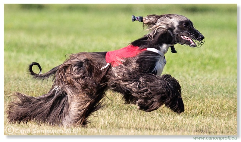 Preteky chrtov - Hounds Racing - Bratislava - 2013