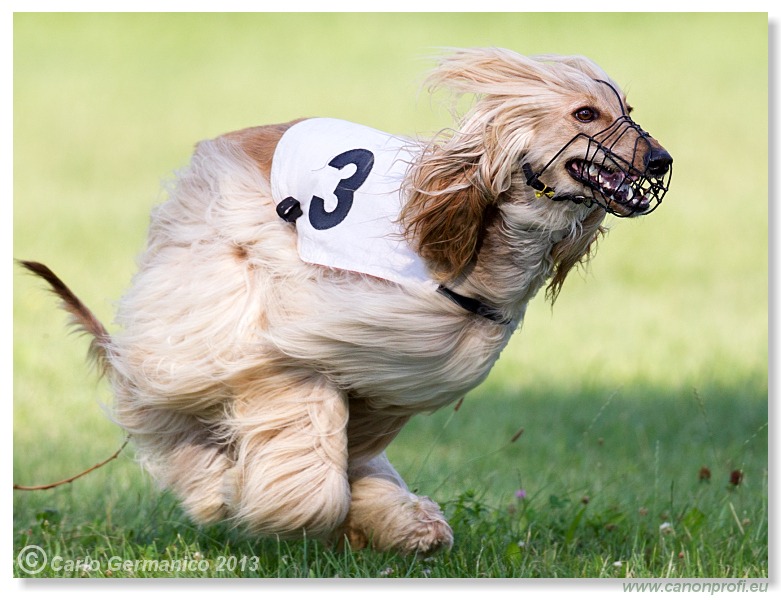 Preteky chrtov - Hounds Racing - Bratislava - 2013