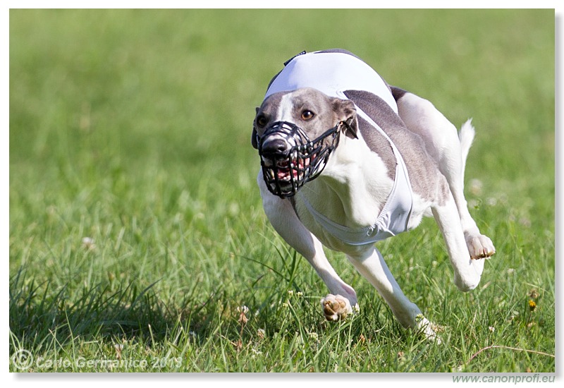 Preteky chrtov - Hounds Racing - Bratislava - 2013