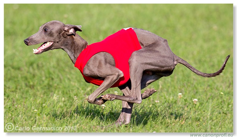 Preteky chrtov - Hounds Racing - Bratislava - 2013