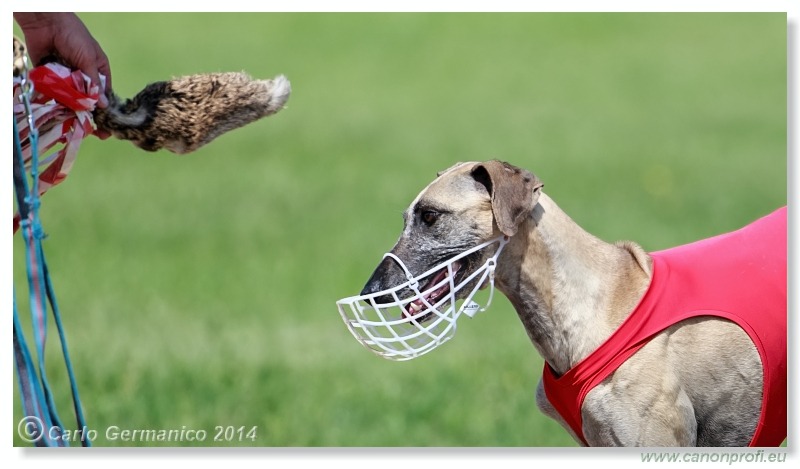 Preteky chrtov - Hounds Racing - Bratislava - 2014