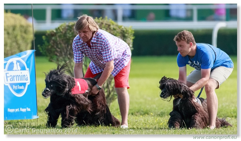 Preteky chrtov - Hounds Racing - Bratislava - 2014