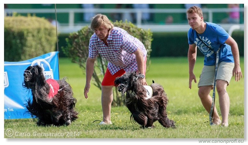 Preteky chrtov - Hounds Racing - Bratislava - 2014