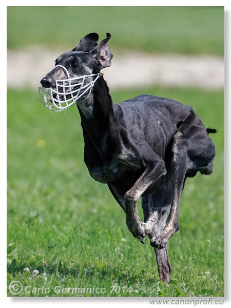 Preteky chrtov - Hounds Racing - Bratislava - 2014