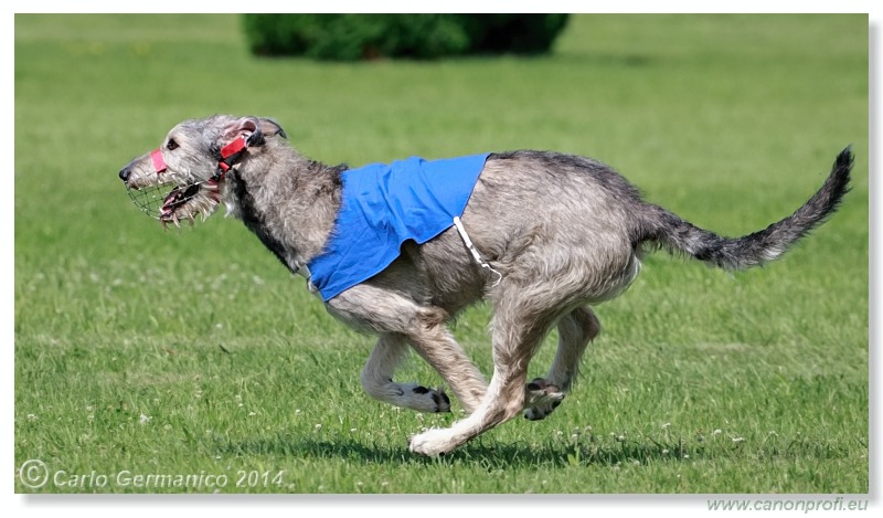 Preteky chrtov - Hounds Racing - Bratislava - 2014