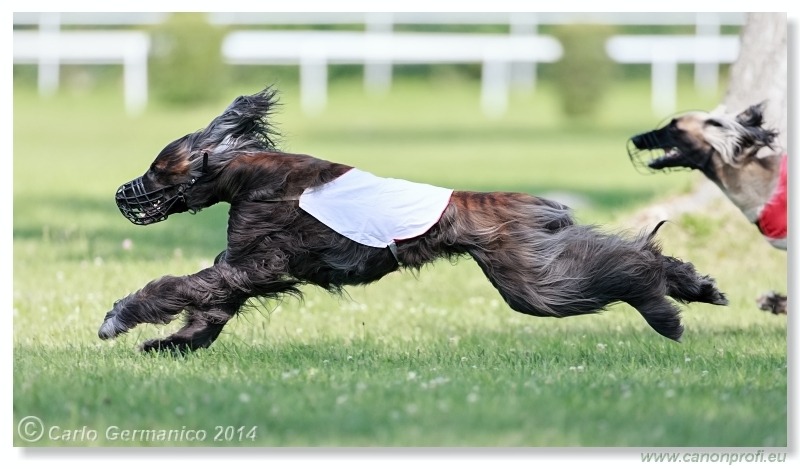 Preteky chrtov - Hounds Racing - Bratislava - 2014