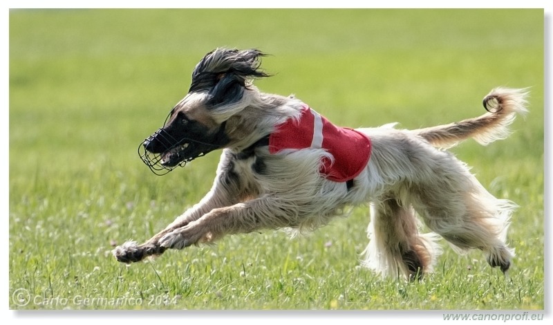 Preteky chrtov - Hounds Racing - Bratislava - 2014