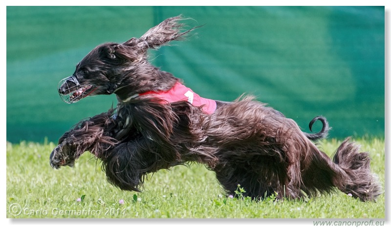 Preteky chrtov - Hounds Racing - Bratislava - 2014