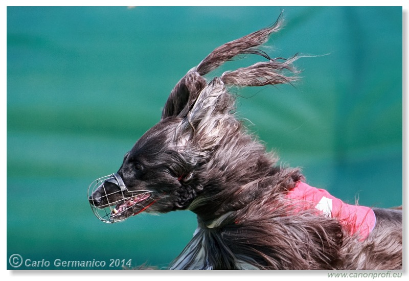 Preteky chrtov - Hounds Racing - Bratislava - 2014