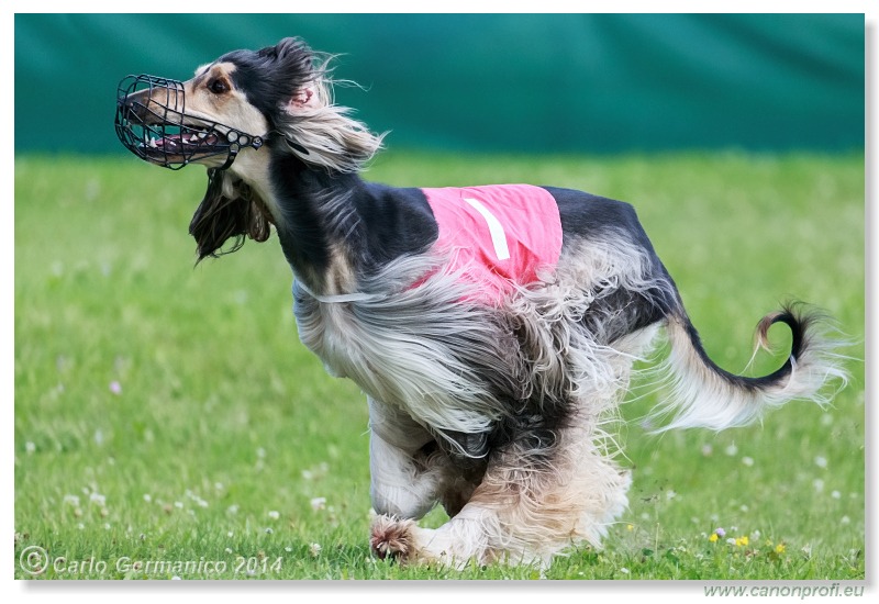 Preteky chrtov - Hounds Racing - Bratislava - 2014