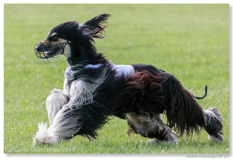 Preteky chrtov - Hounds Racing - Bratislava - 2014