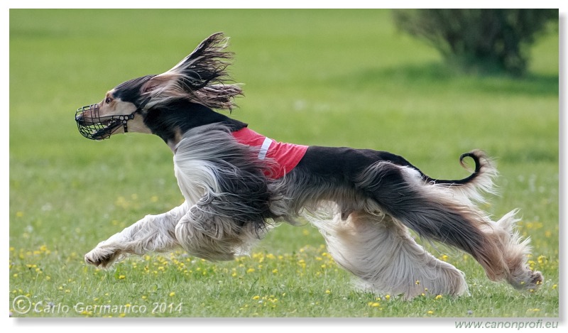 Preteky chrtov - Hounds Racing - Bratislava - 2014