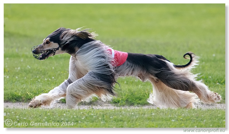 Preteky chrtov - Hounds Racing - Bratislava - 2014