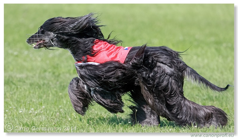 Preteky chrtov - Hounds Racing - Bratislava - 2014