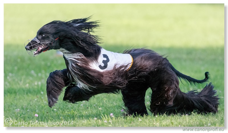 Preteky chrtov - Hounds Racing - Bratislava - 2014