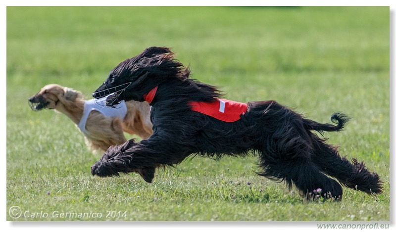 Preteky chrtov - Hounds Racing - Bratislava - 2014