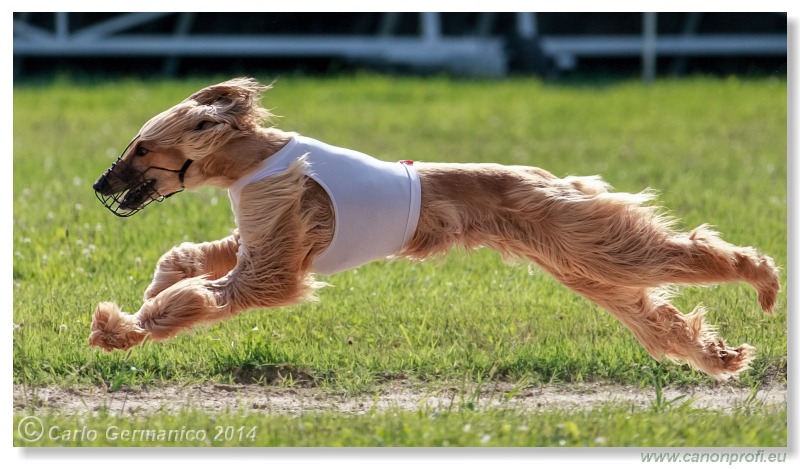 Preteky chrtov - Hounds Racing - Bratislava - 2014