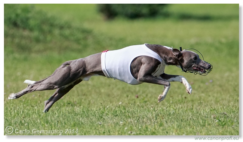 Preteky chrtov - Hounds Racing - Bratislava - 2014