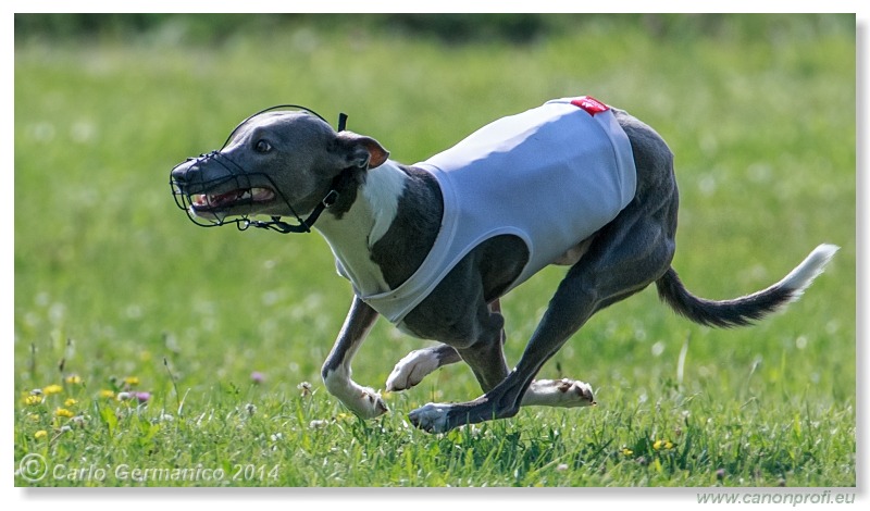 Preteky chrtov - Hounds Racing - Bratislava - 2014