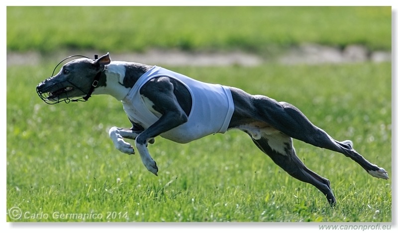 Preteky chrtov - Hounds Racing - Bratislava - 2014