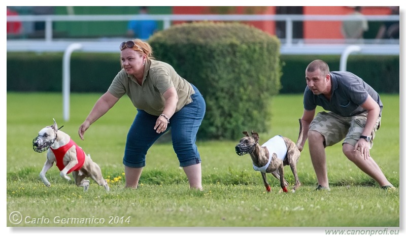 Preteky chrtov - Hounds Racing - Bratislava - 2014